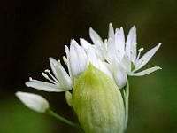 Bärlauchknospe öffnet sich